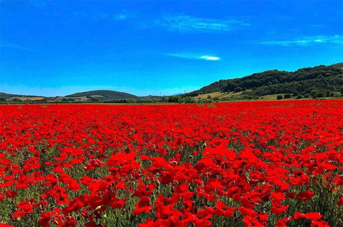 Papaveri rossi Papaveri rossi