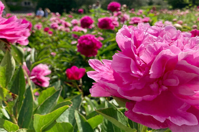 Peonie Peonie