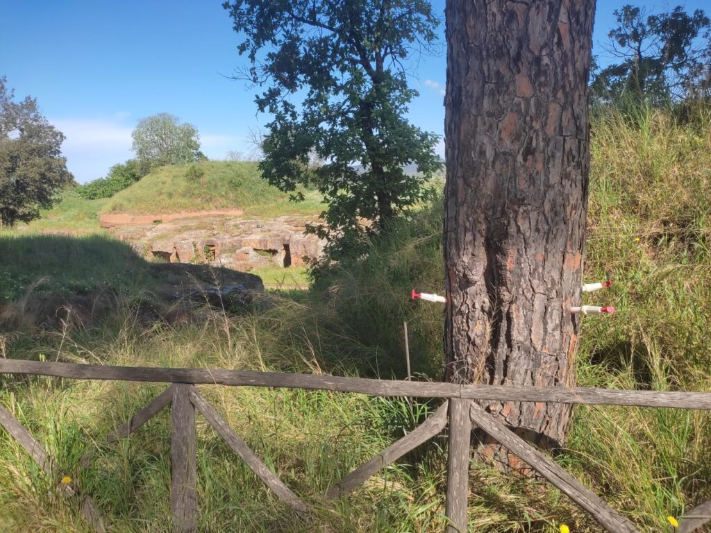 TRATTAMENTO CONTRO LA COCCINIGLIA PER I PINI DI CERVETERI