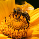 apicoltura e biodiversità
