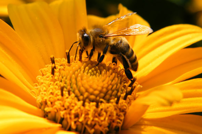 apicoltura e biodiversità
