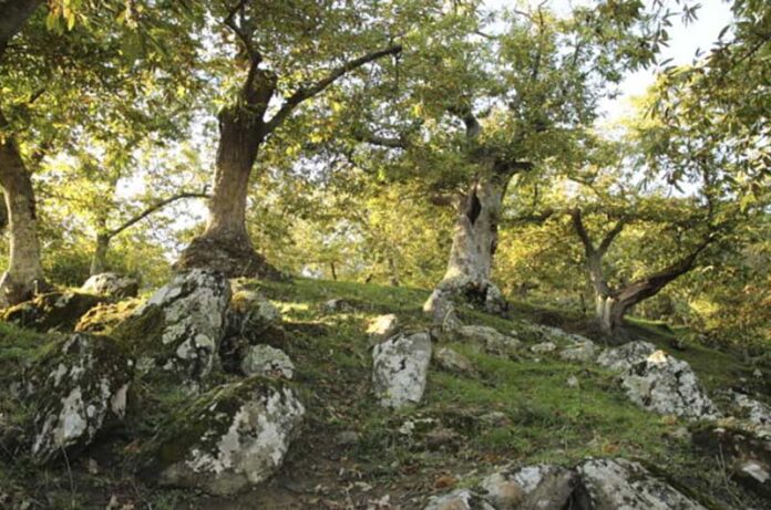 castagneti secolari