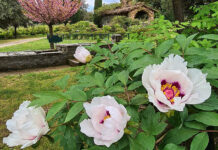 centro botanico moutan fioritura delle peonie