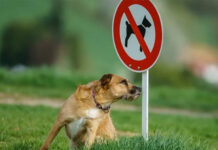 divieto per cani nei parchi