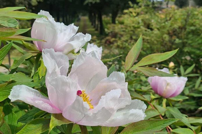 peonie dentro articolo