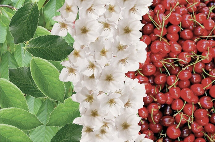 Tricolore ciliegie.jpg week end Tricolore ciliegie