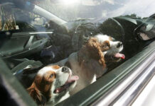 Cani-chiusi-in-auto-caldo