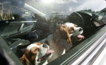 Cani-chiusi-in-auto-caldo