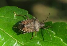 cimice asiatica