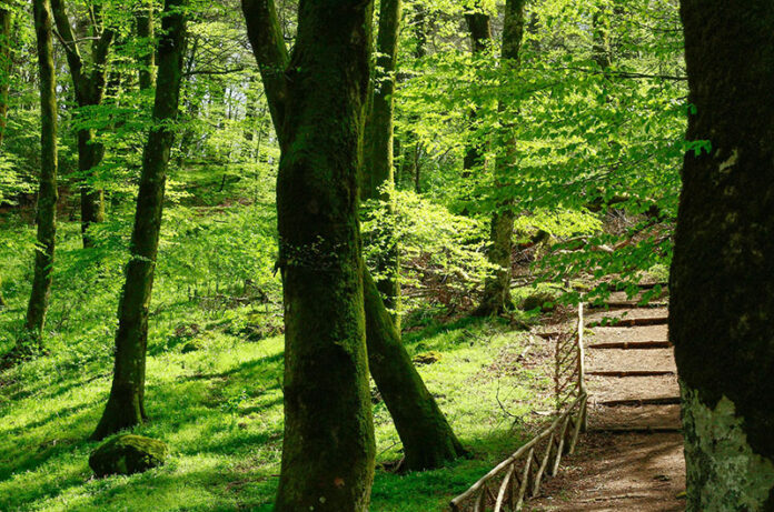 Faggeta Vetusta del Monte Cimino.benessere e felicità