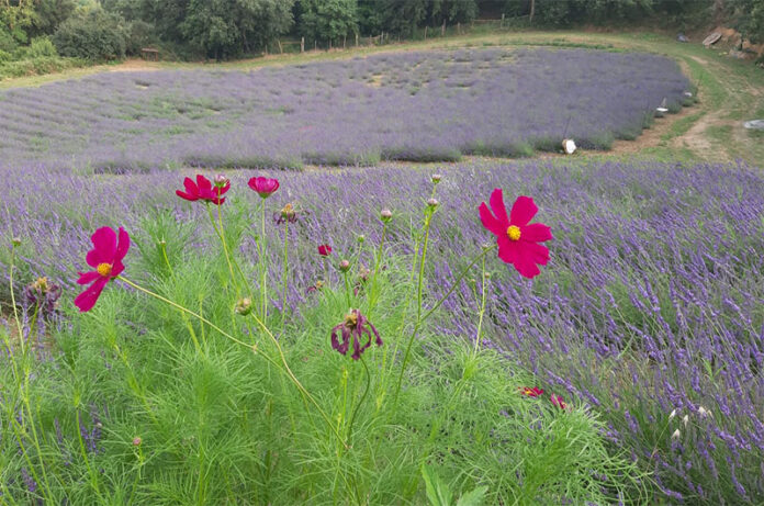 campi di lavanda- Anna Rita Properzi