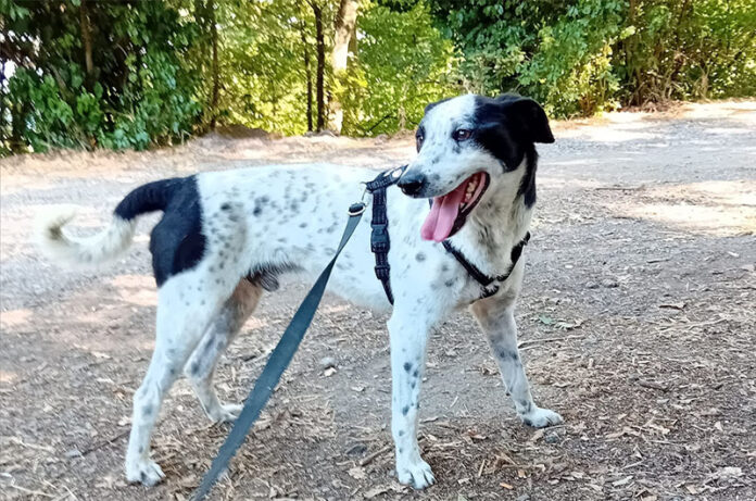 canile di montefiascone