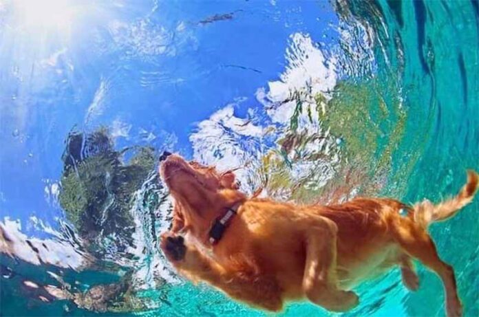 Baubeach ferragosto Baubeach ferragosto