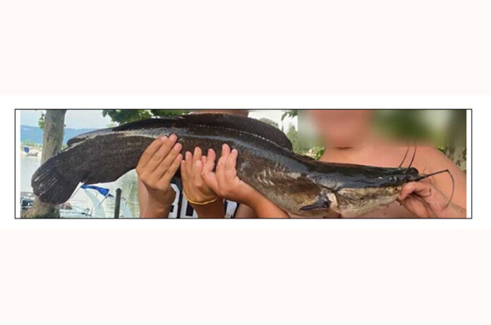 Pesce gatto africano