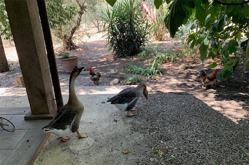 Sculture in campo-Bassano in Teverina