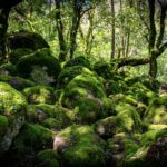 bosco-del-sasseto-natura