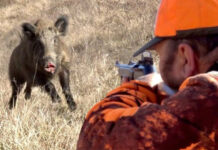 cacciatore di cinghiale