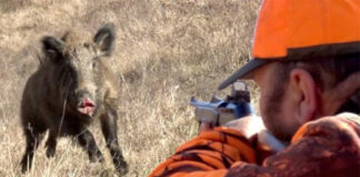 cacciatore di cinghiale