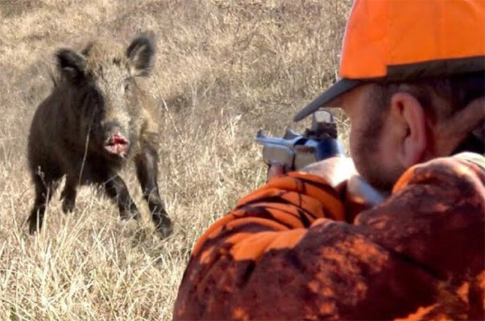 cacciatore di cinghiale