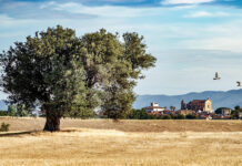 Comitato No Fotovoltaico Selvaggio Montalto e Pescia