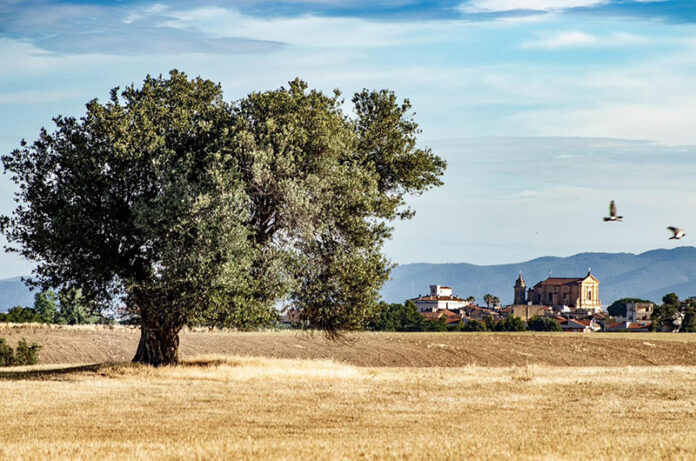 Comitato No Fotovoltaico Selvaggio Montalto e Pescia