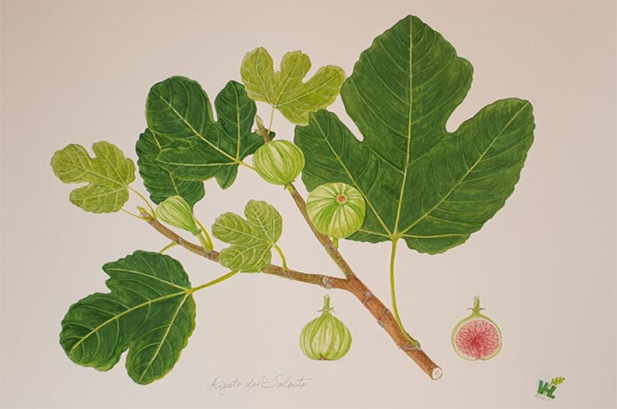 Fico Rigato del Salento