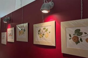 Veronica Hadjiphani Lorenzetti mostra orto botanico-cover