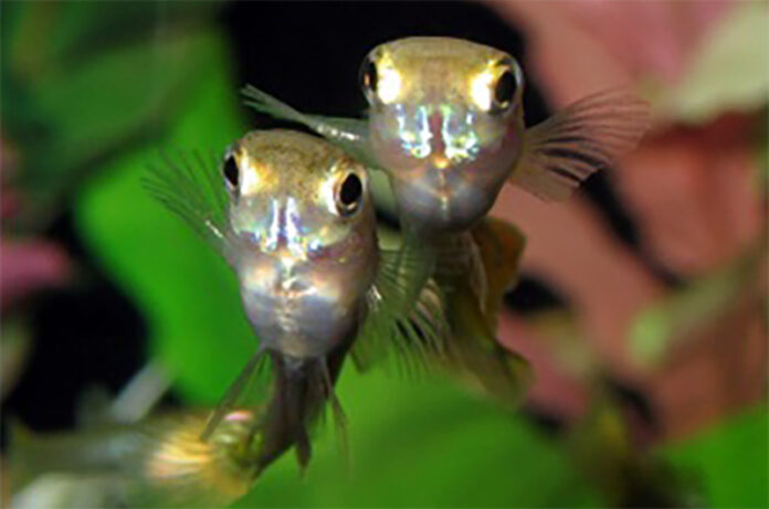 riproduzione dei pesci riproduzione dei pesci