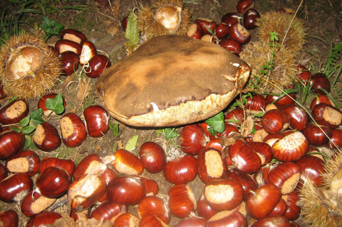 Castagna-di-Vallerano