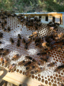 Le api di Stefano - api