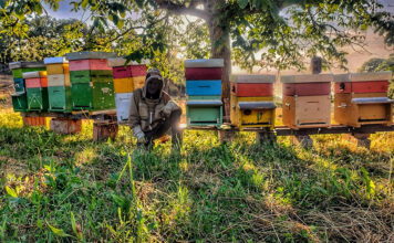 Stefano Palombi, apicoltore per passione Stefano Palombi - cover
