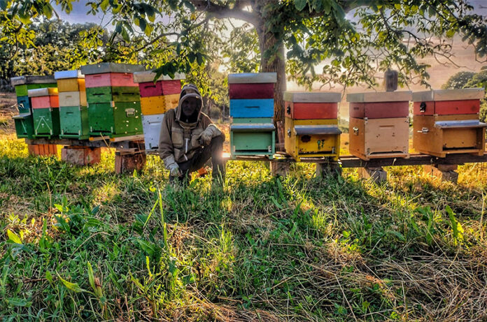 Stefano Palombi - cover