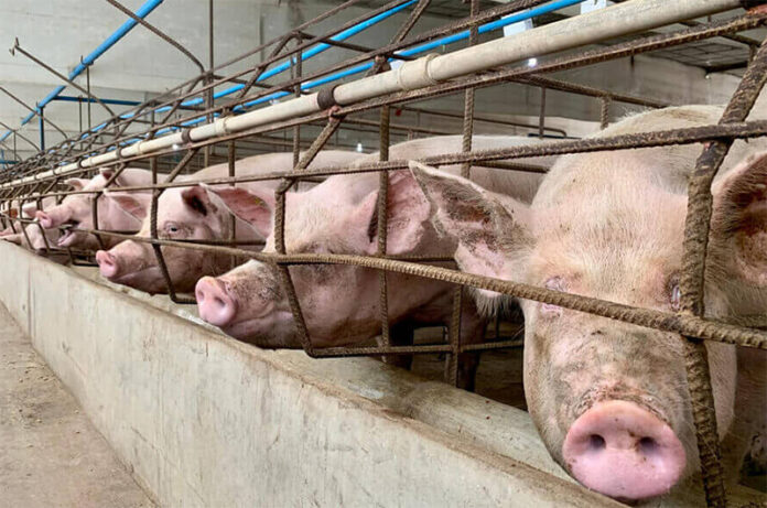 allevamenti intensivi allevamenti intensivi