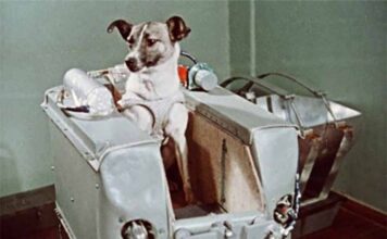 3 novembre 1957. In ricordo della cagnolina Laika, lanciata nello spazio sullo Sputnik 2 e morta poco dopo Laika