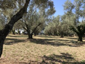 Villa Leda e gli ulivi