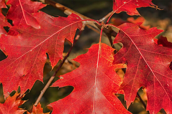 foglie di querciarossa foglie di querciarossa
