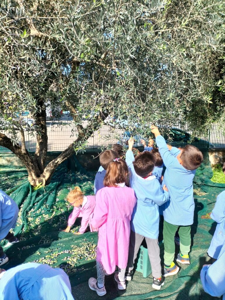 foto raccolta delle olive junior cover