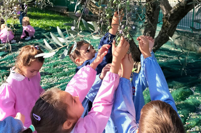 istituto dell'Infanzia Orte - raccolta delle olive