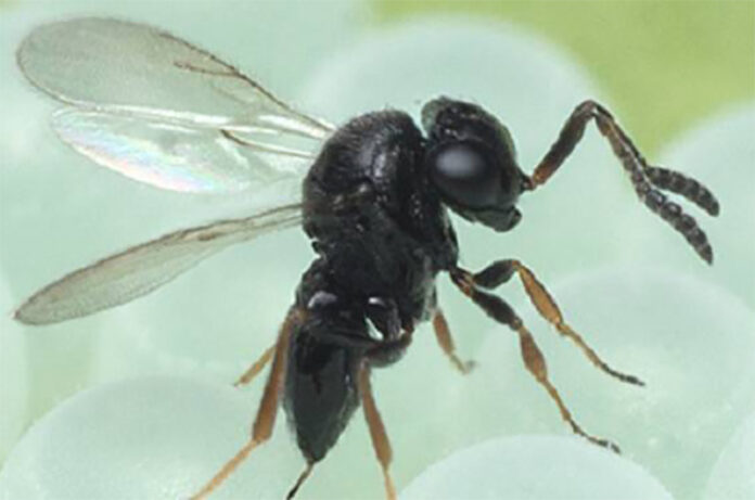 vespa-samurai vespa-samurai