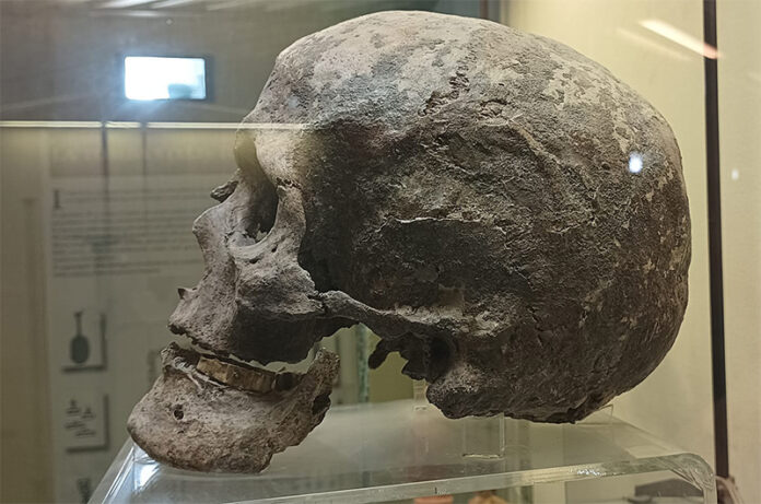 Teschio rinvenuto a Falerii-1