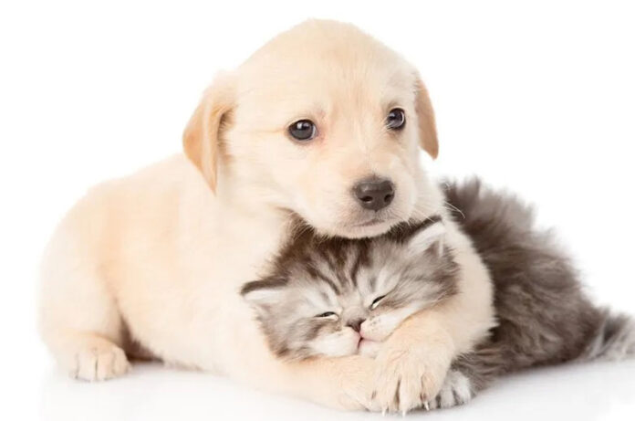 canetto&gattino canetto&gattino