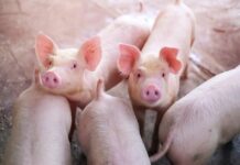 Peste suina, Coldiretti Lazio: “Emergenza finita, ora sostegno alle aziende danneggiate” pestesuinafinita