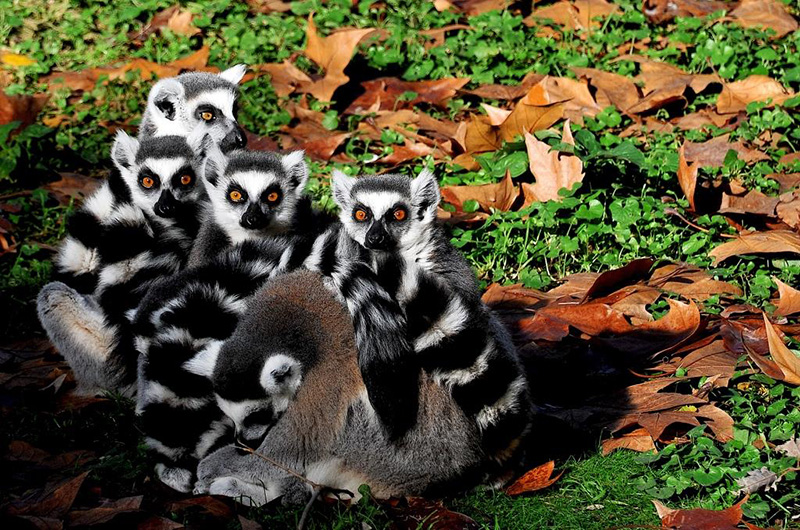 MDG_2923 LEMURI CATTA_rid