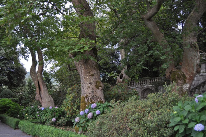 EGIDI_Alberi Plurisecolari