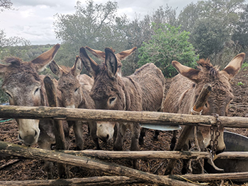 Incontri durante il cammino