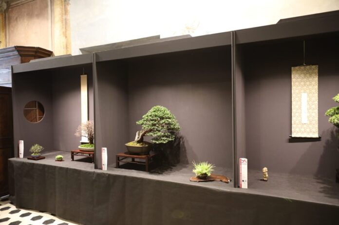 Tarquinia Bonsai