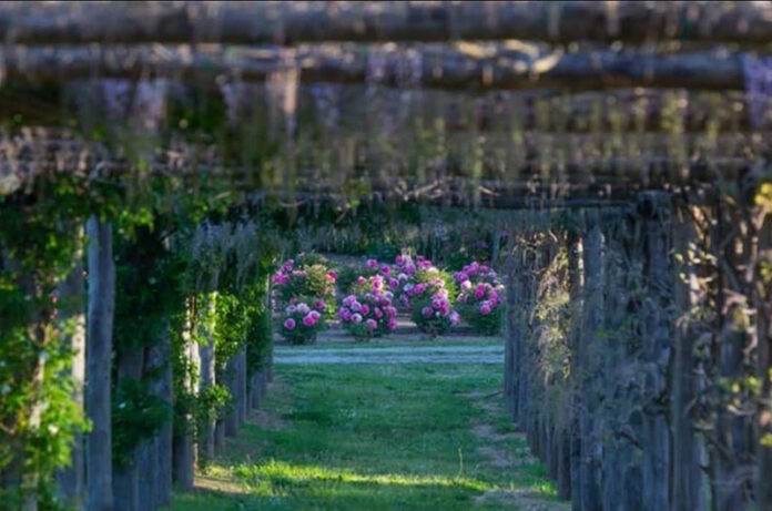 centro botanico moutan Dario Fusaro Garden Photography centro botanico moutan Dario Fusaro Garden Photography