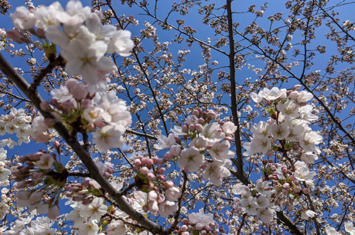 passeggiata tra i ciliegi