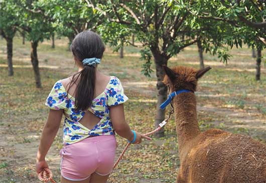 Passeggiate-con-gli-alpaca
