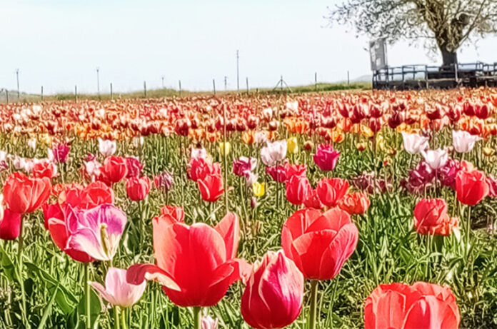 TusciaFlower TusciaFlower